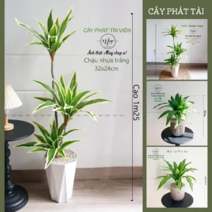 Cây giả, Cây Phát Tài Viền trắng trang trí nhà cửa